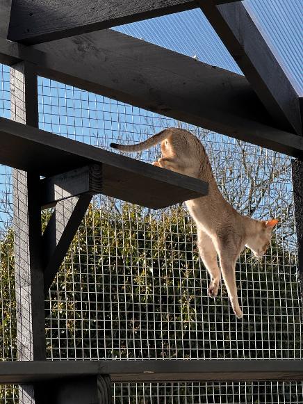 Cat jumping in Catio